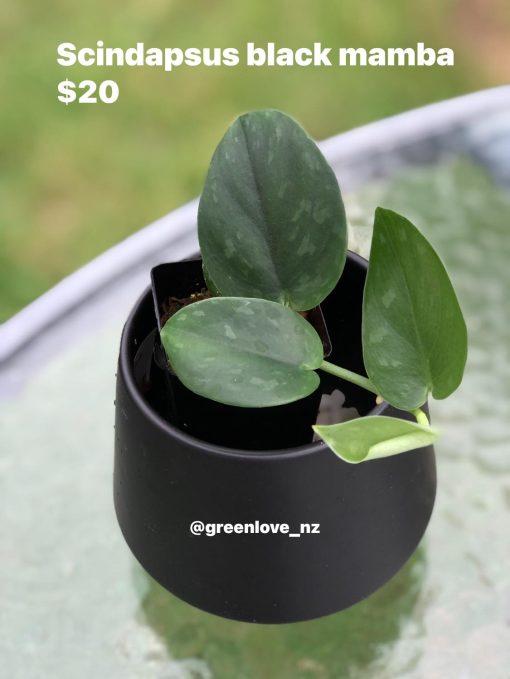 Scindapsus Black Mamba