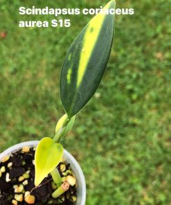 634946716_25773006669036124_5617260528283653628_n Scindapsus Coriaceus Aurea
