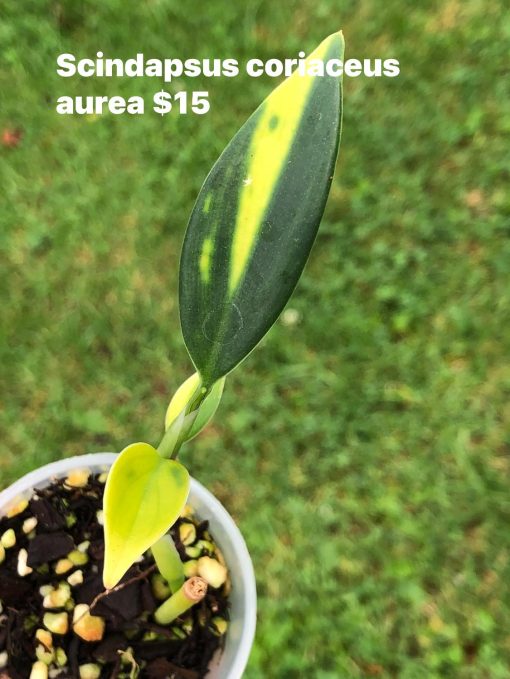 Scindapsus Coriaceus Aurea