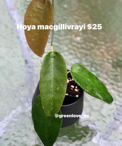 635258417_25772925262377598_5357844896599679597_n Hoya macgillivrayi