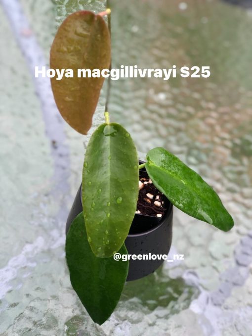 Hoya macgillivrayi