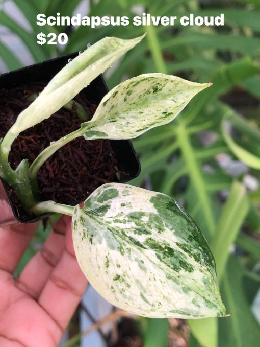 Scindapsus Silver Cloud