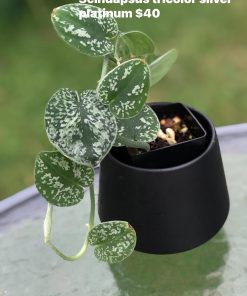 Scindapsus Tricolour Silver Platinum - A