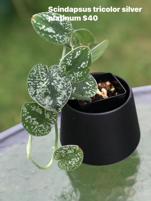 Scindapsus Tricolour Silver Platinum - A