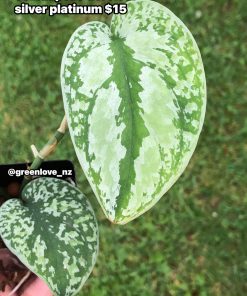 Scindapsus Tricolour Silver Platinum - B