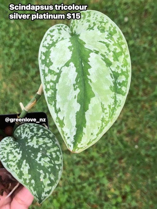 Scindapsus Tricolour Silver Platinum - B