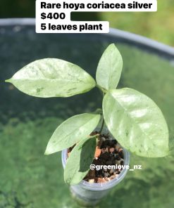 Hoya coriacea 'Silver'