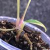 Anthurium 'Ace of Spades' Variegated