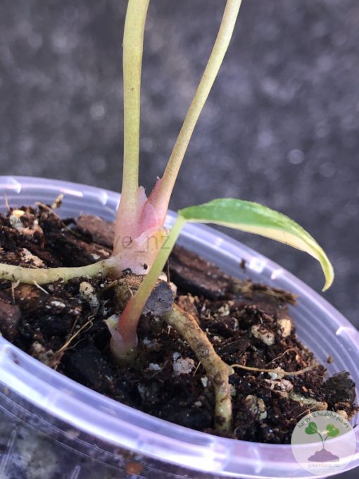 Anthurium 'Ace of Spades' Variegated