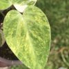 Anthurium 'Ace of Spades' Variegated