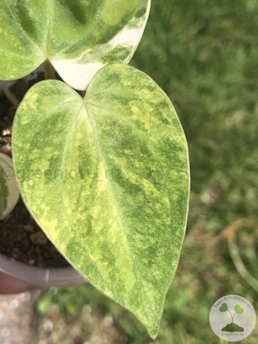 Anthurium 'Ace of Spades' Variegated