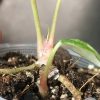 Anthurium 'Ace of Spades' Variegated