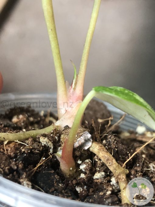 Anthurium 'Ace of Spades' Variegated