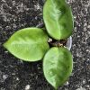 Hoya clinton