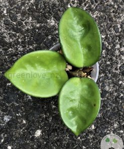 Hoya clinton