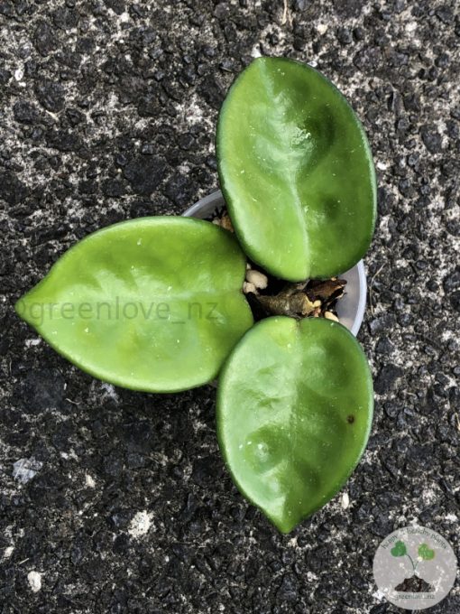 Hoya clinton