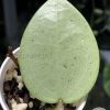 Hoya verticillata Silver Heart