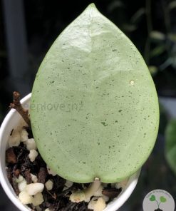 Hoya verticillata Silver Heart