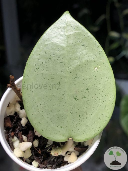 Hoya verticillata Silver Heart