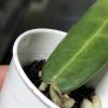 Hoya hypolasia 'Long Leaf'