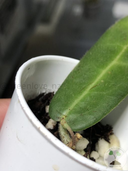 Hoya hypolasia 'Long Leaf'