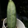 Hoya hypolasia 'Long Leaf'
