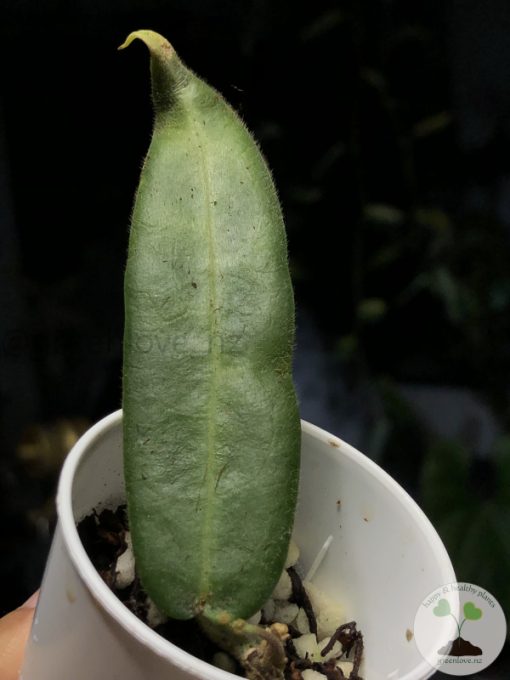 Hoya hypolasia 'Long Leaf'