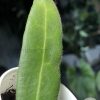 Hoya hypolasia 'Long Leaf'