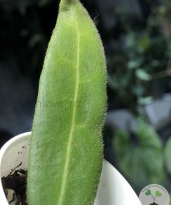 Hoya hypolasia 'Long Leaf'