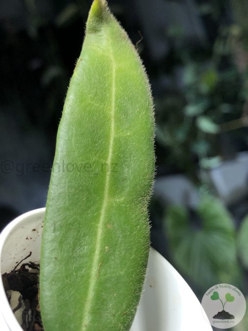 Hoya hypolasia 'Long Leaf'