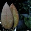 Hoya caudata Sumatra red