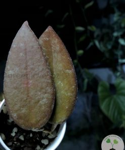 Hoya caudata Sumatra red