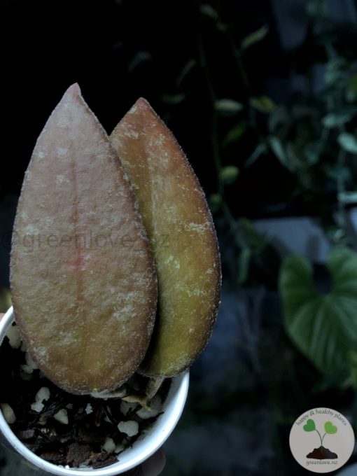 Hoya caudata Sumatra red