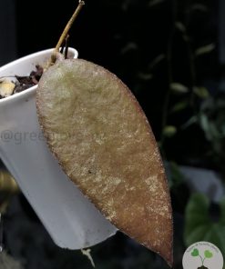 Hoya caudata Sumatra red