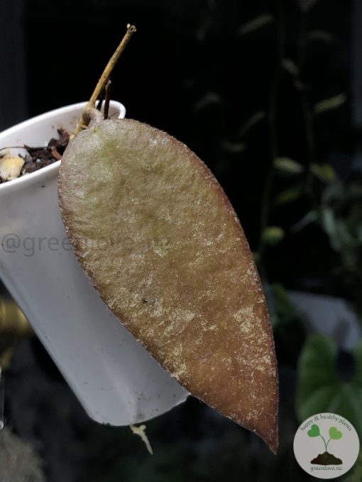 Hoya caudata Sumatra red