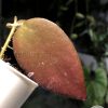 Hoya caudata Sumatra red