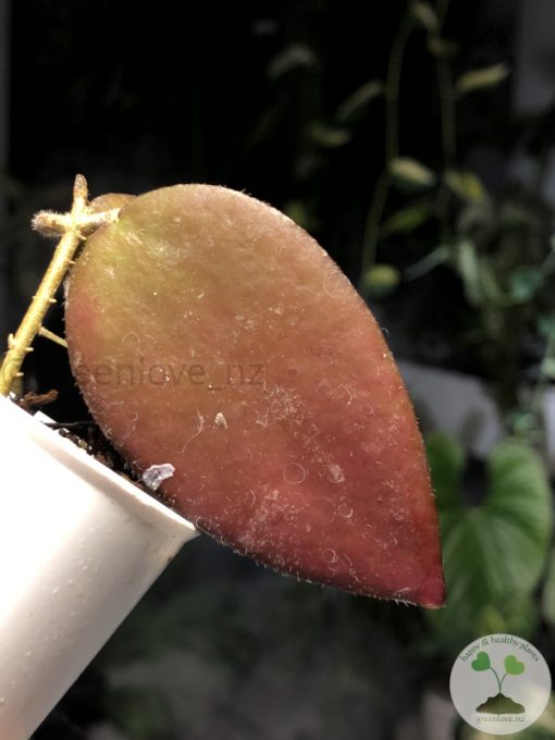 Hoya caudata Sumatra red