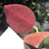 Hoya caudata Sumatra red