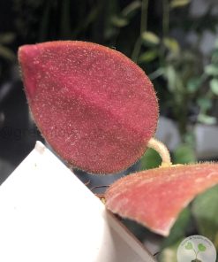 Hoya caudata Sumatra red