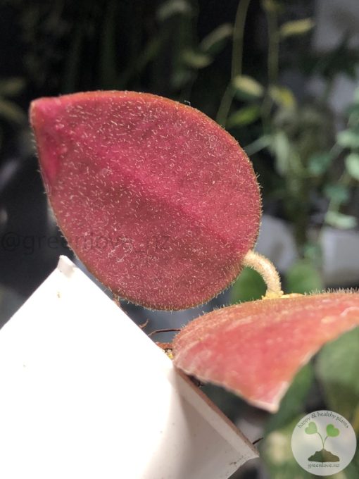 Hoya caudata Sumatra red