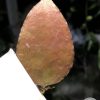 Hoya caudata Sumatra red