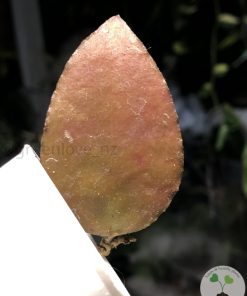 Hoya caudata Sumatra red