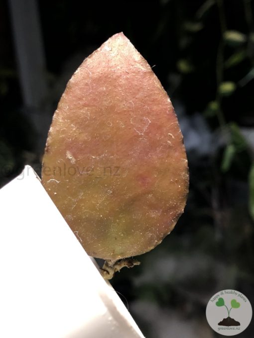 Hoya caudata Sumatra red