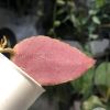 Hoya caudata Sumatra red