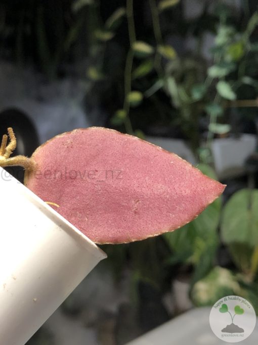 Hoya caudata Sumatra red