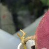 Hoya caudata Sumatra red