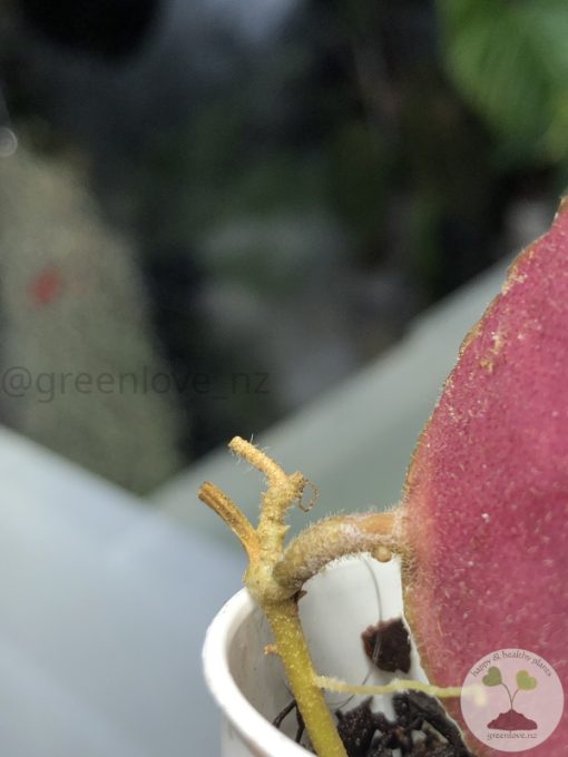 Hoya caudata Sumatra red