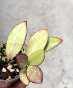 Hoya collina IR-26 sp Papua