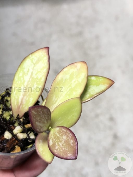 Hoya collina IR-26 sp Papua