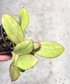 Hoya collina IR-26 sp Papua